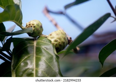  Noni Morinda Citrifolia Is A Fruit-bearing Tree In The Coffee Family, Rubiaceae. Its Native Range Extends Across Southeast Asia And Australasia, And Was Spread Across The Pacific By Polynesian Sailor