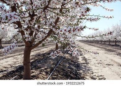 Nonpareil, Independence and Monterey Almond Orchards at full bloom in California