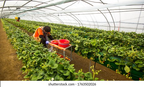 Nonsan, South Korea - 2016, Feb 12 : Workers in vinyl house of Strawberry fruit