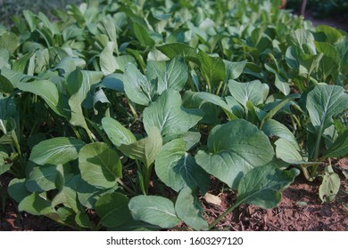 Non-toxic Vegetables are growing on plot, is a way of life for people in rural areas of Thailand.