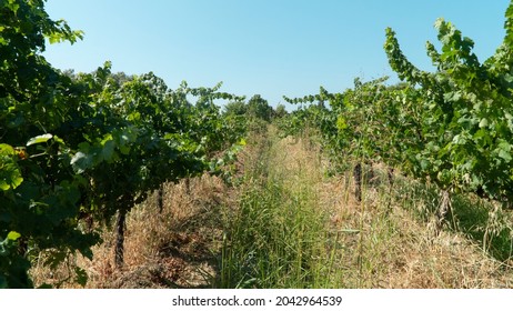 A Nontoxic Vineyard Surrounded By Fruit Trees In Rural Turkey. High Biodiversity. Weeds And Birds Around.