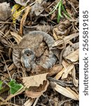 Nonvenomous northern water snake hiding in leaves in a North Carolina park garden (Nerodia sipedon, commonly mistaken for copperhead snake)