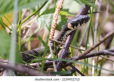 A non-venomous snake crawls in green grass . It's Natrix natrix (grass, ringed or water snake).