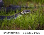 A non-venomous snake crawls in low green grass , sticking out its forked tongue. It