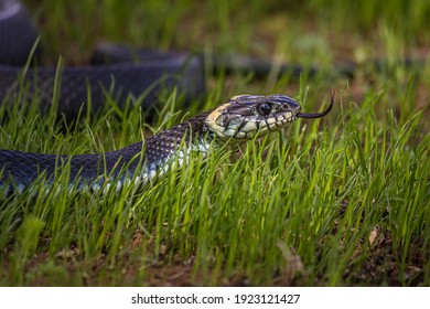 A non-venomous snake crawls in low green grass , sticking out its forked tongue. It's Natrix natrix (grass, ringed or water snake). It's often found near water and feeds on amphibians.