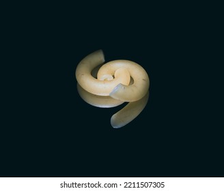 noodles, noodle, macaroni, alimentation, texture, black, kitchen, restaurant, detail, pasta isolated, pasta, natural, macro, yellow, closeup, isolated, healthy, fresh, background, food - Shutterstock ID 2211507305