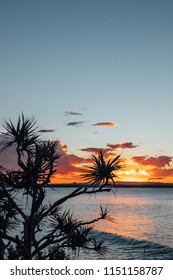 Noosa Sunset Trees