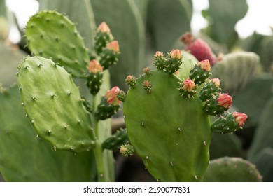 Nopal, Opuntia cacti, prickly pear - Shutterstock ID 2190077831