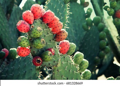 Nopal Plant