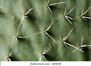 nopal and thorns