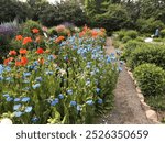 Nordic flowers at the botanical gardens in Akureyri