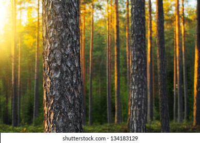 Nordic pine forest in evening light. Short depth-of-field.