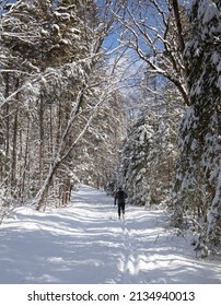 Nordic skier on a beautiful trail in Algonquin Provincial Park Ontario