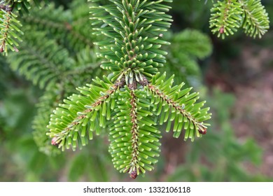 Nordmann Fir Leaves In Winter