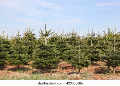 nordmann-fir-plantation-christmas-market
