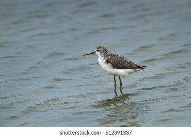 Nordmann,s greenshank in the nature.