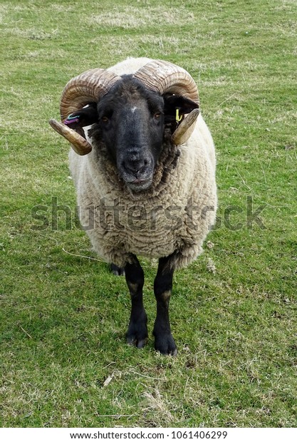 The mystery of the horned Britains Oxford Down ram Norfolk-horn-sheep-ram-600w-1061406299