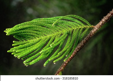 Norfolk Island Pine