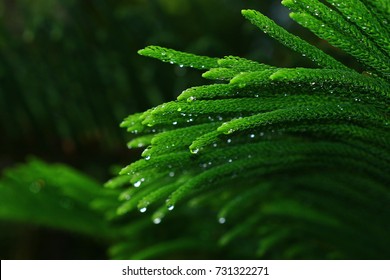 Norfolk Island Pine (Araucaria Cookii R.Br. (Salisb.))