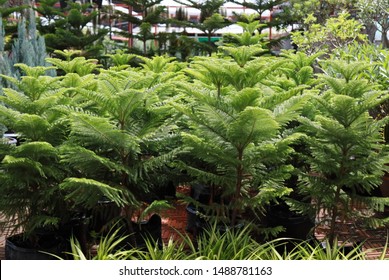 Norfolk Island Pine Or Araucaria Heterophylla. It Is Sometimes Called A Star Pine, Polynesian Pine, Triangle Tree Or Living Christmas Tree For Gardening And Landscaping Design In Plastic Pot At Shop.