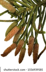Norfolk Island Pine, Araucaria heterophylla, foliage and cluster of elongated male cones during the actual flowering season in the Southern Hemisphere