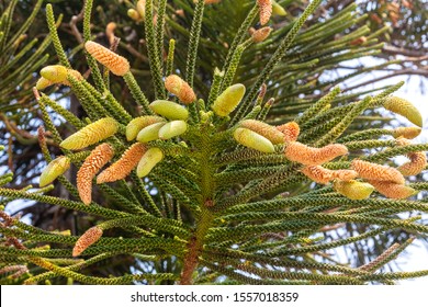Norfolk Island Pine, Araucaria heterophylla, foliage and cluster of elongated male cones during the actual flowering season in the Southern Hemisphere