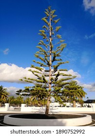 Norfolk Island Pine Tree Images Stock Photos Vectors Shutterstock