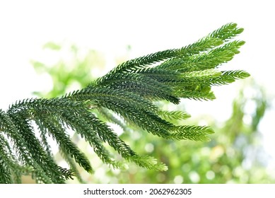 Norfolk Island pine (Araucaria heterophylla) green leaves background. It's also known as star pine, triangle tree or living Christmas tree, due to its symmetrical shape as a sapling.