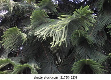 Norfolk Island Pine (Araucaria Heterophylla Or A. Excelsa), A Popular Foliage Houseplant Native To Norfolk Island, Near Australia. 