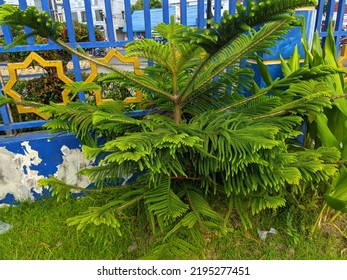 Norfolk Island Pine (Araucaria Heterophylla) Is A House Shade Plant