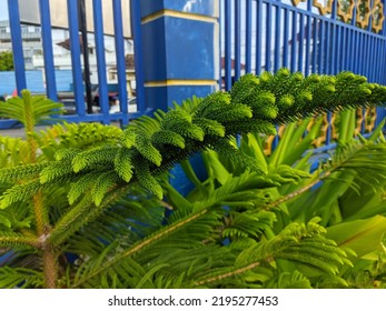 Norfolk Island Pine (Araucaria Heterophylla) Is A House Shade Plant