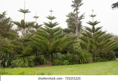 Norfolk Island Pine Hd Stock Images Shutterstock