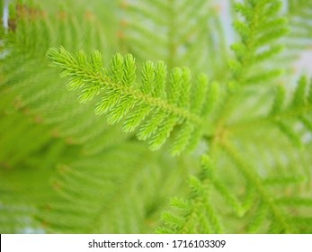 Norfolk Island Pine In The Clay Pot