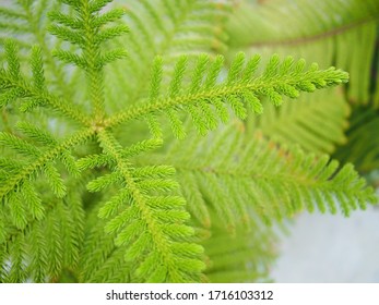 Norfolk Island Pine In The Clay Pot