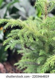 Norfolk Island Pine Close Up