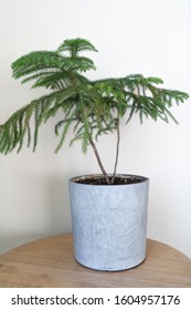 Norfolk Island Pine In Concrete Pot