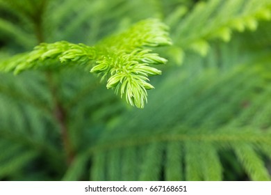 Norfolk Island Pine Focus One Point