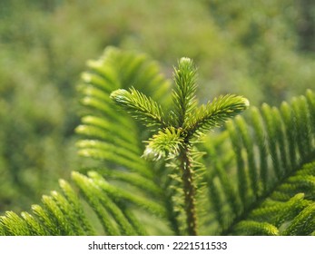 Norfolk Island Pine, House Wine.