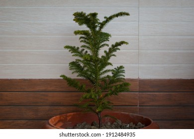 Norfolk Pine Tree High Res Stock Images Shutterstock