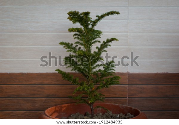Norfolk Island Pine Tree Images Stock Photos Vectors Shutterstock