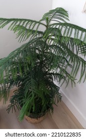 Norfolk Island Pine Indoors Potted In Basket