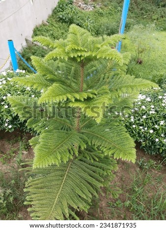 The Norfolk Island pine is also known for its distinctive pyramid shape, with branches extending horizontally and forming regular tiers.