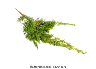 Norfolk Island Pine Leaf isolated on white background.Araucaria heterophylla - Norfolk Island Pine macro on white.