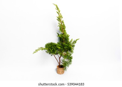 Norfolk Island Pine Leaf Isolated On White Background.Araucaria Heterophylla - Norfolk Island Pine In Pot On White.