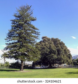 Norfolk Island Pine And Moreton Bay Fig Tree, Camarillo, Ventura County, California