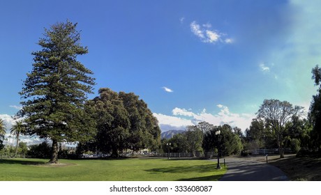 Norfolk Island Pine And Moreton Bay Fig Tree, Camarillo, Ventura County, California