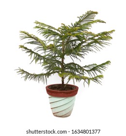 Norfolk Island Pine Hd Stock Images Shutterstock