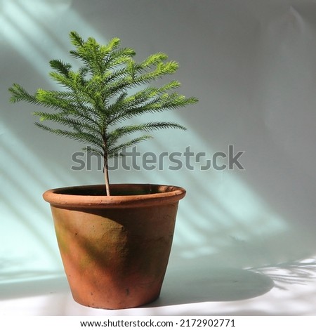 Norfolk Island Pine in a terra cotta pot on white background with natural light