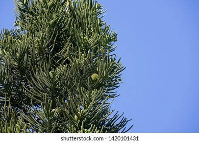 Norfolk Island Pine Tree Section Including Stock Photo Edit Now