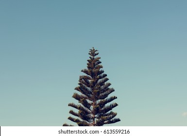 Norfolk Island Pine Tree With Sky View